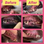 Before and After Teeth Cleaning